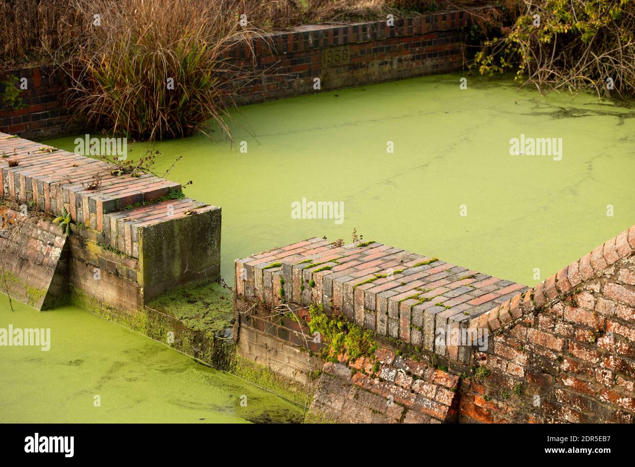 plastic rubbish in algae water in canal Stock Photo