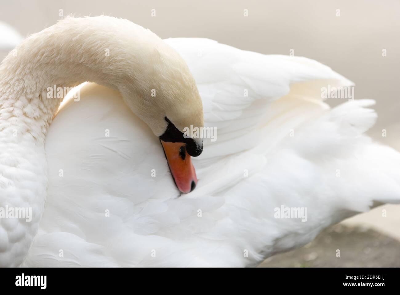 white swan grooming  in uk park winter light Stock Photo