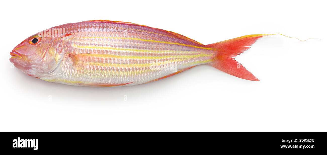 golden threadfin bream isolated on white background Stock Photo Alamy