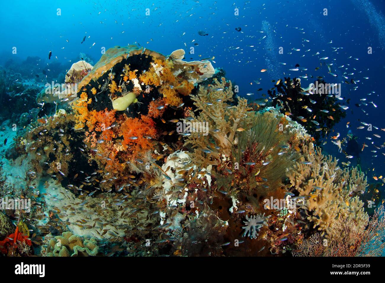 Colorful Coral Reef bursting with Life. Raja Ampat, West Papua, Indonesia Stock Photo