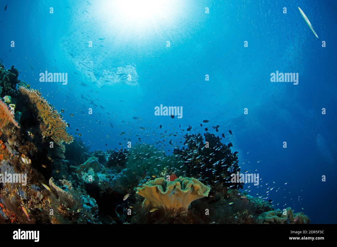 Sunburst through the Surface, over a Coral Reef in Raja Ampat. West Papua, Indonesia Stock Photo
