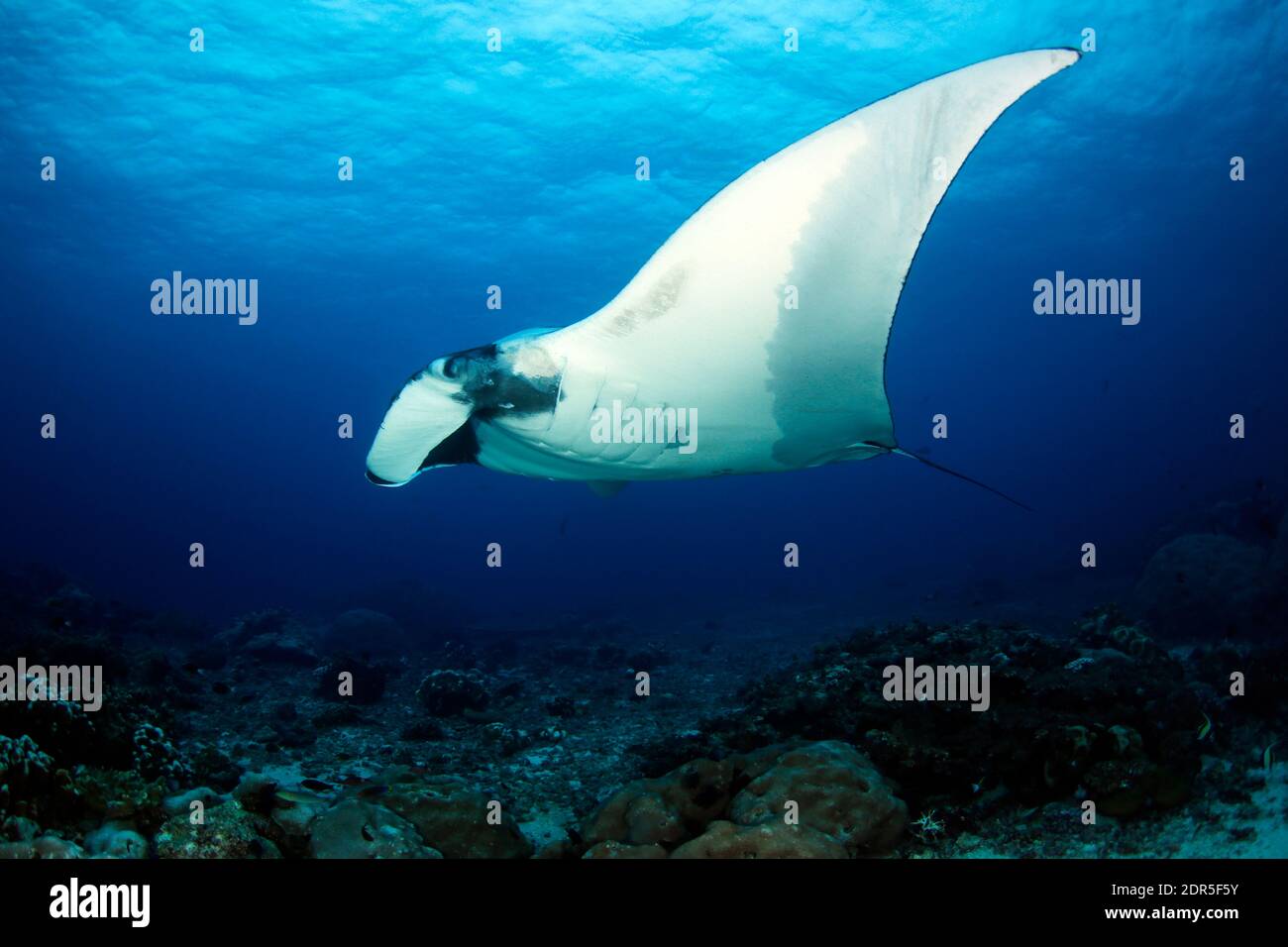 Giant Oceanic Manta Ray (Manta birostris, Mobula birostris) over Reef ...