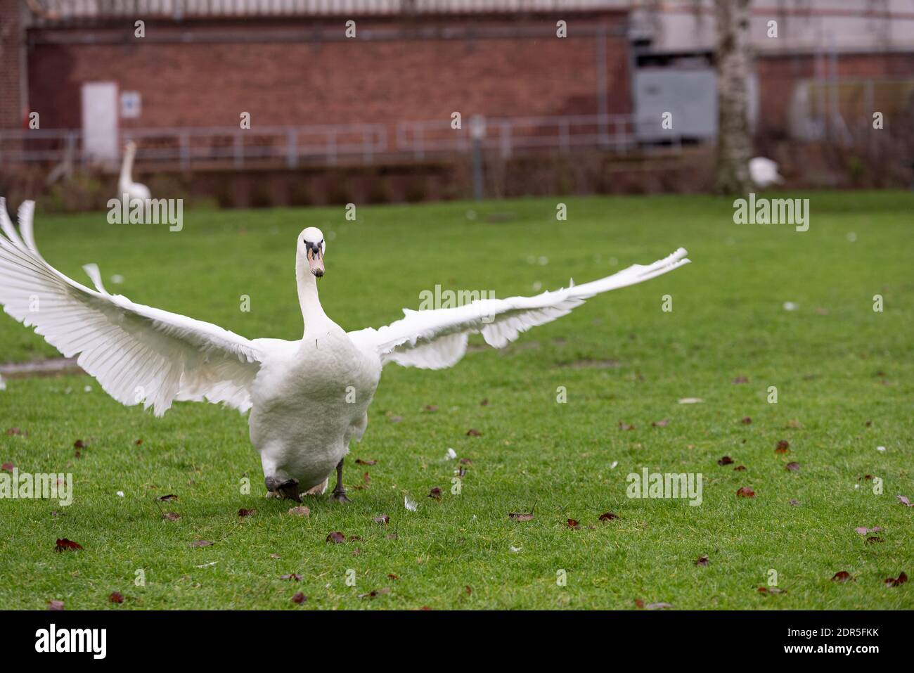 white swan in uk park winter light Stock Photo