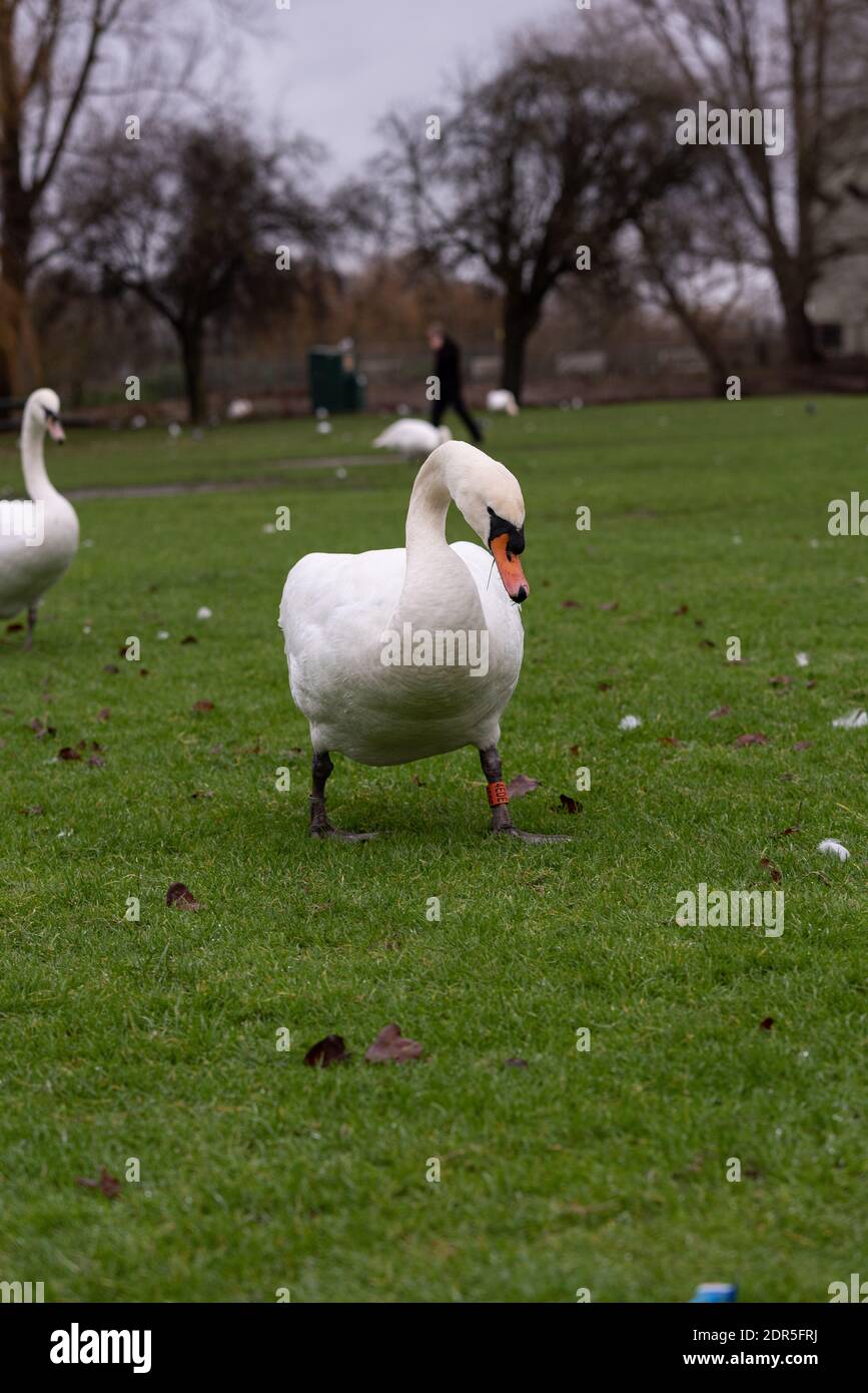 white swan in uk park winter light Stock Photo