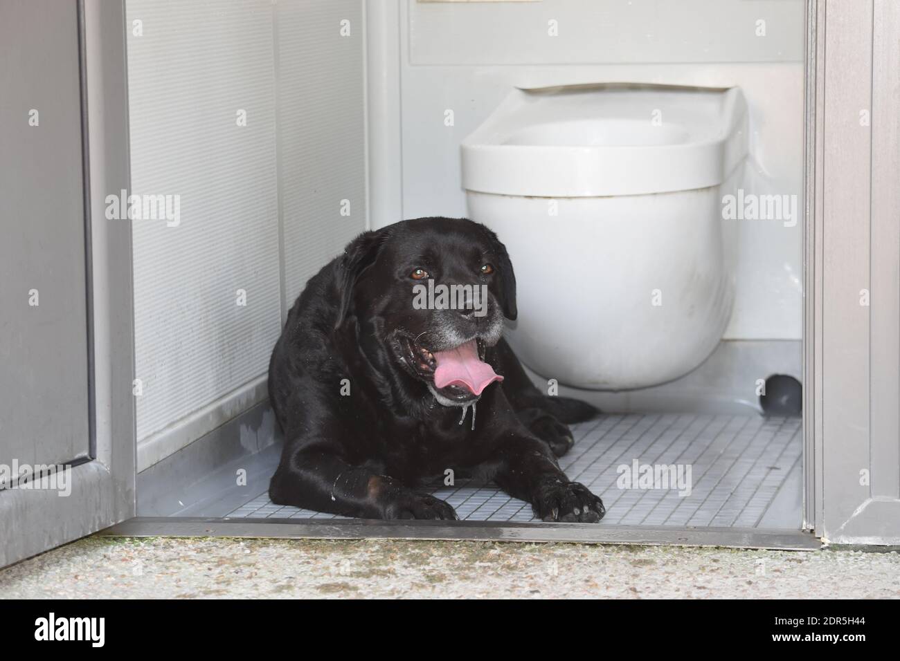 Hot black dog resting and sheltering in summer heat wave Stock Photo