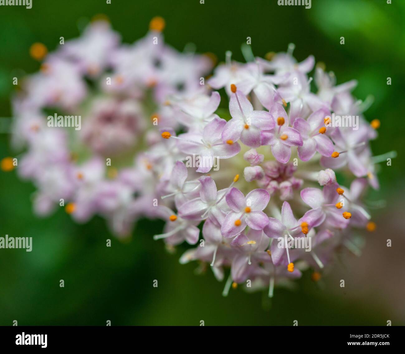 Pink rice flower  (Pimelea ferruginea) Stock Photo