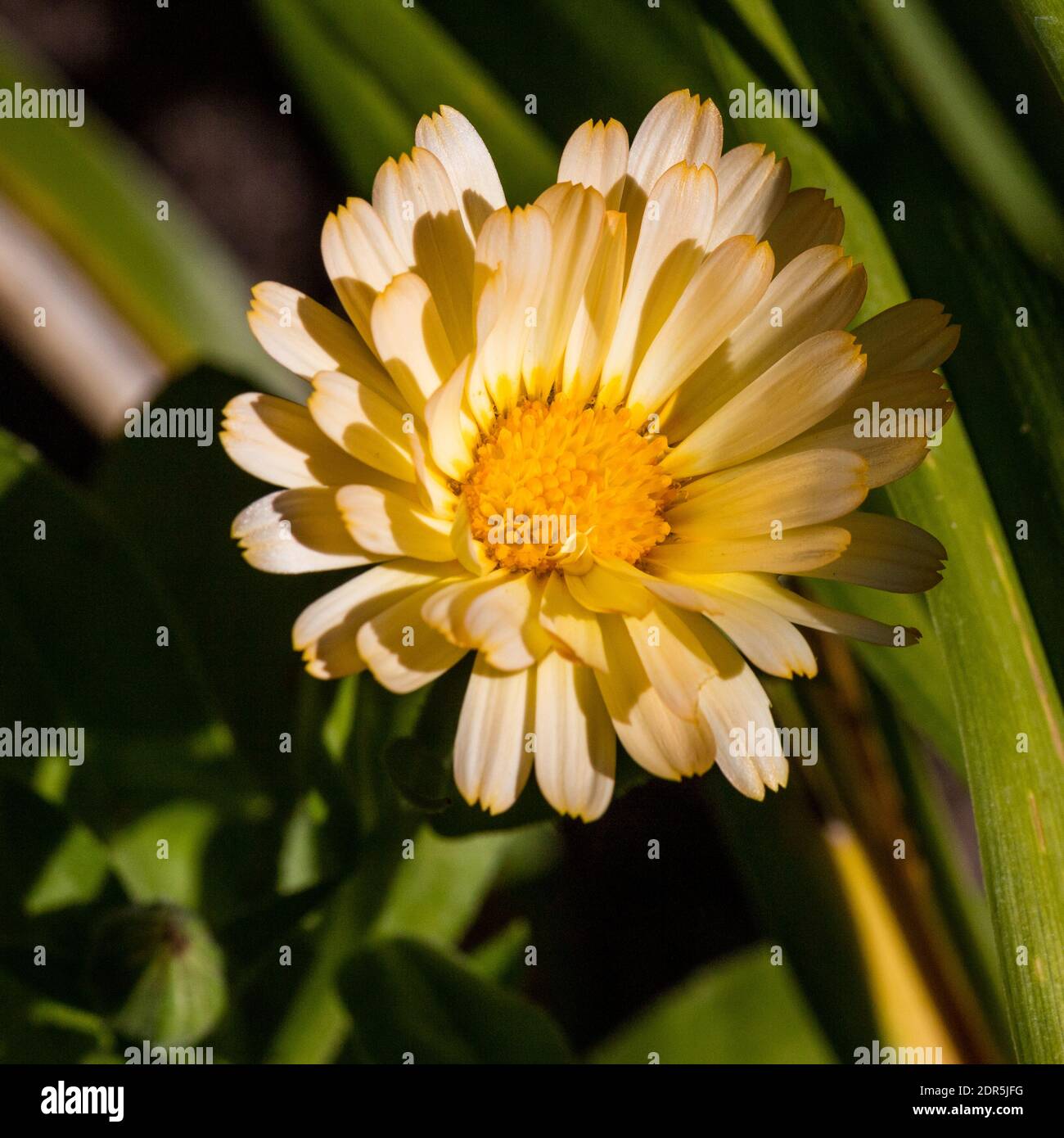 'Oopsy Daisy' Pot Marigold, Ringblomma (Calendula officinalis) Stock Photo
