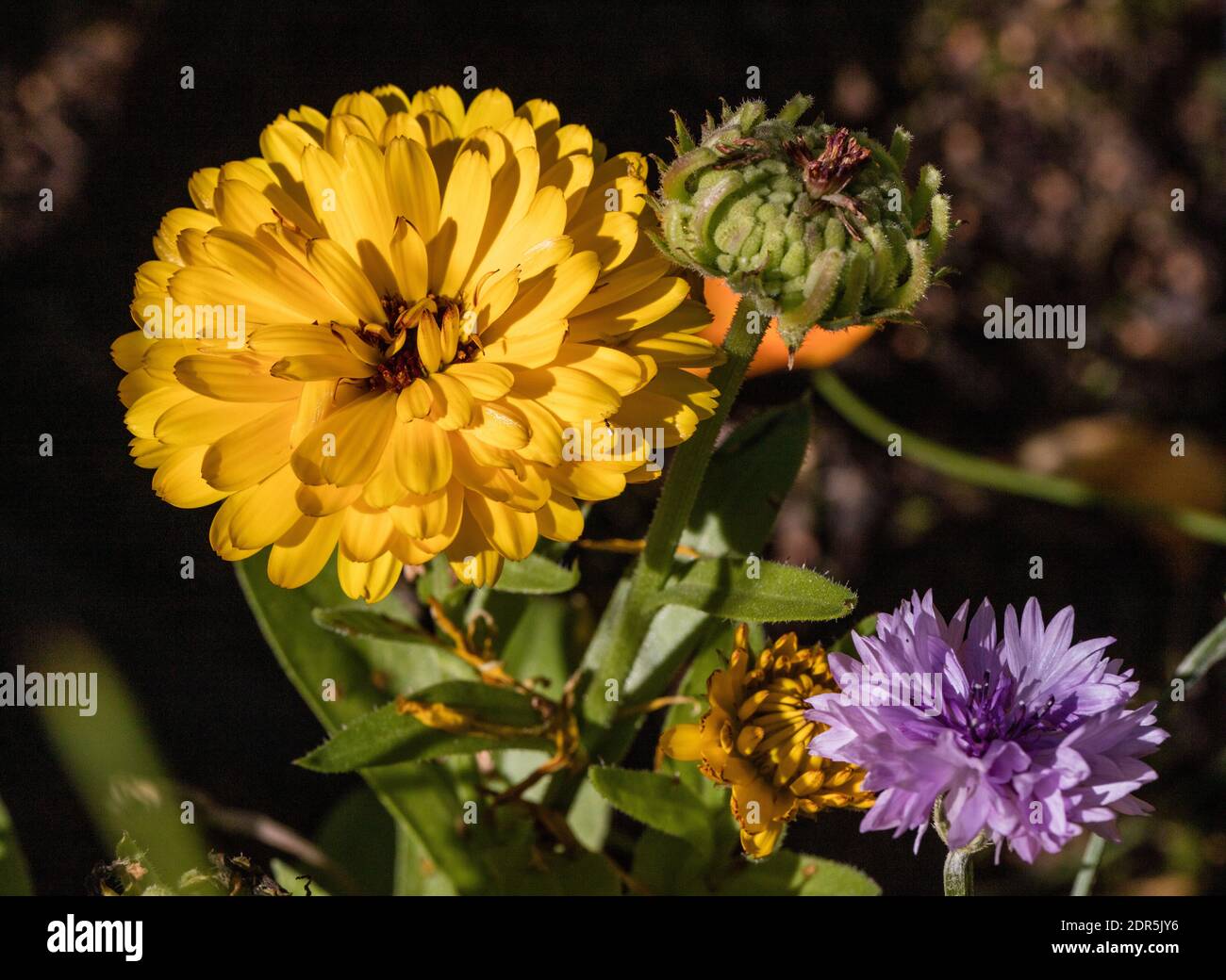 'Fiesta Gitana' Pot Marigold, Ringblomma (Calendula officinalis) Stock Photo