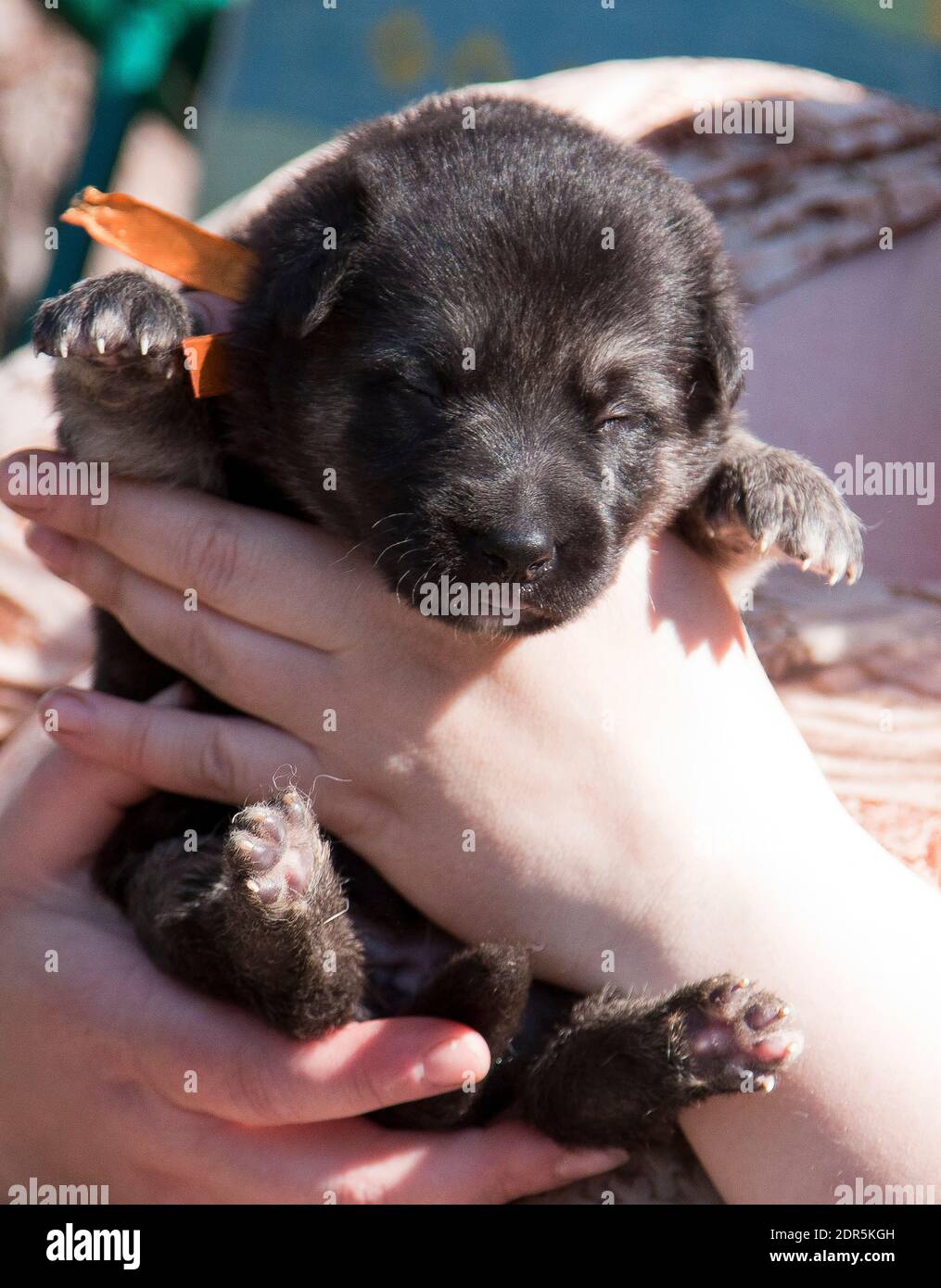 Little tiny puppy of breed East European Shepherd in her arms Stock ...