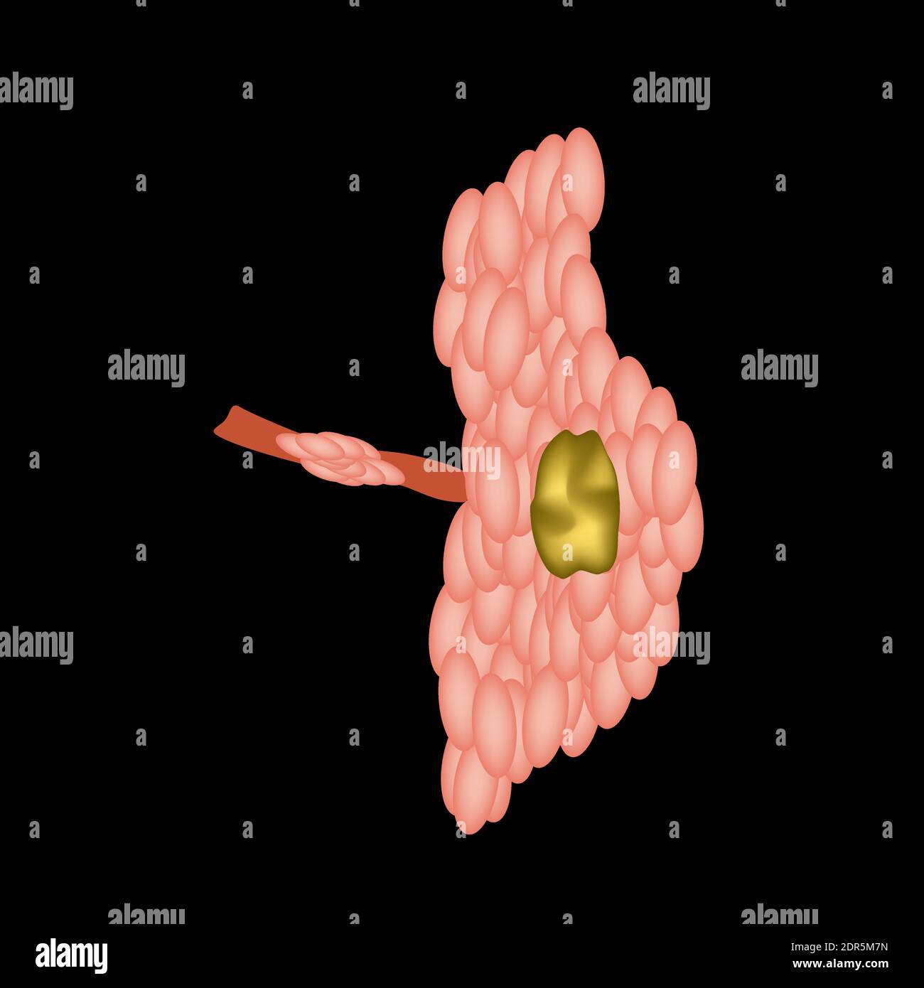 Parotid salivary gland cyst. The structure of the parotid salivary