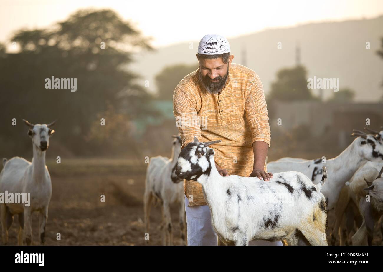 muslim goats humping