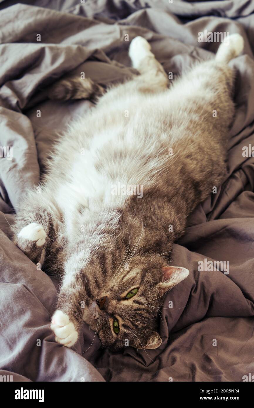 Fat cat on bed cheap