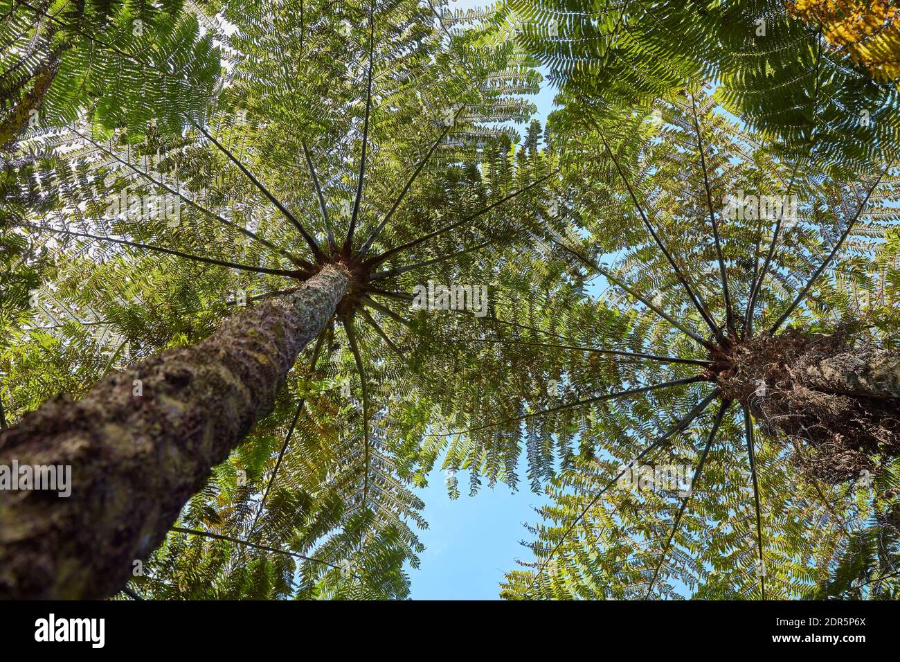 Lush green tree ferns Stock Photo - Alamy