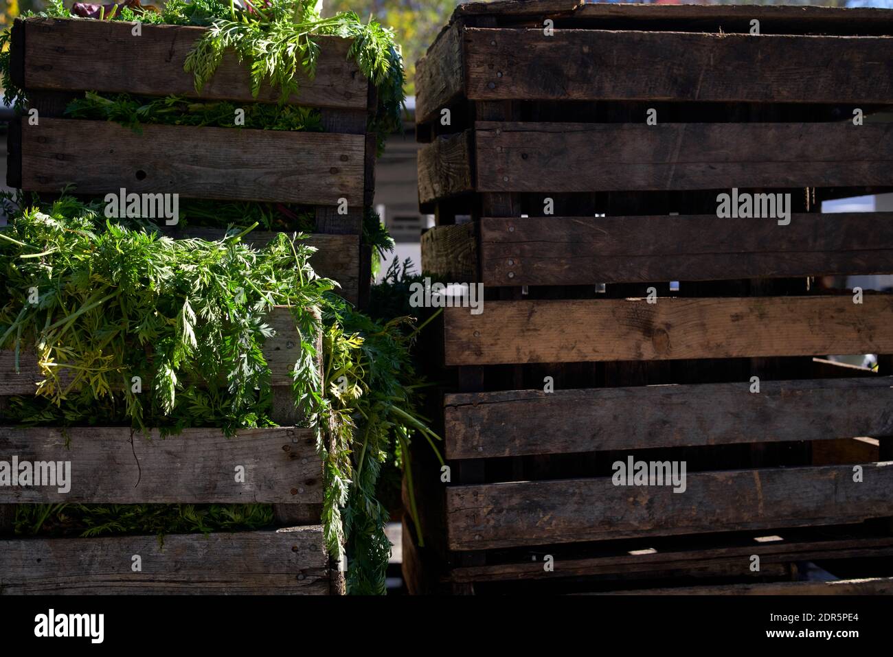 Carrot greens stored in wooden crates. Stock Photo