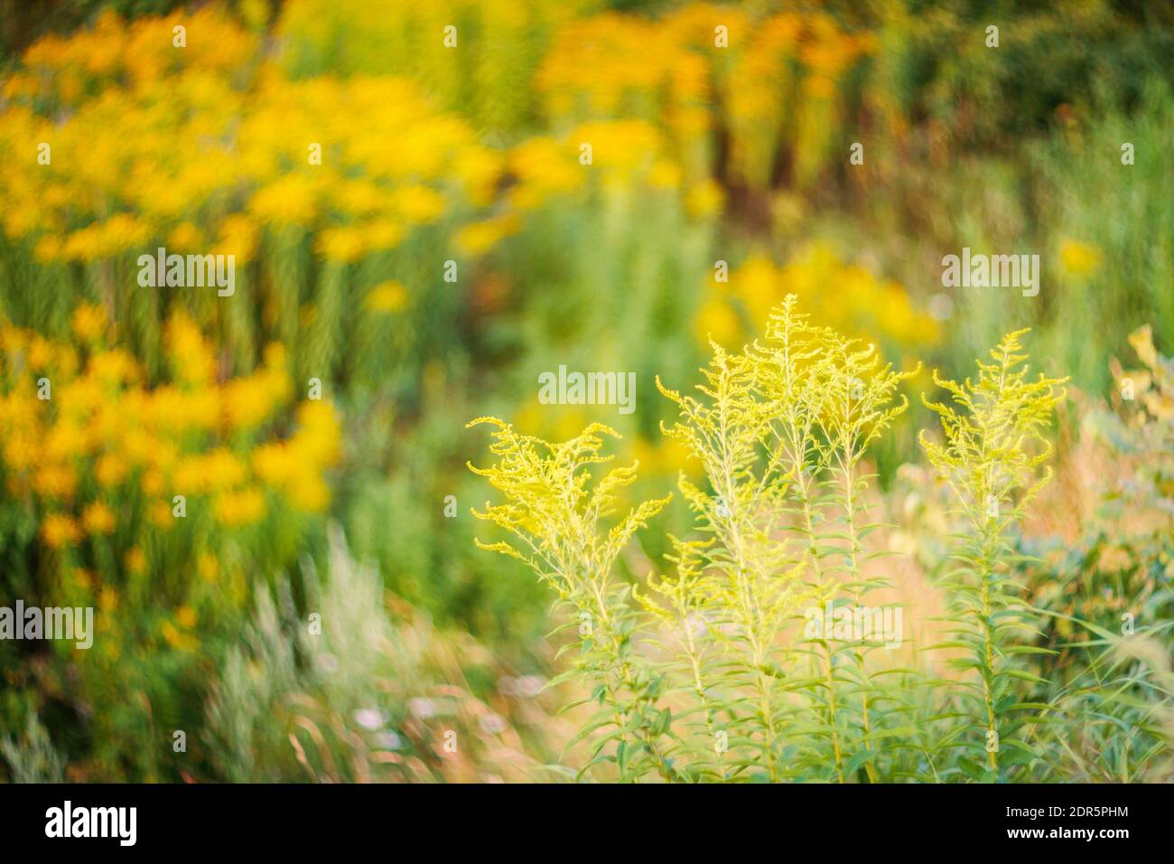 Blooming goldenrod (Solidago altissima) in sunset with low dof, soft focus lens Stock Photo