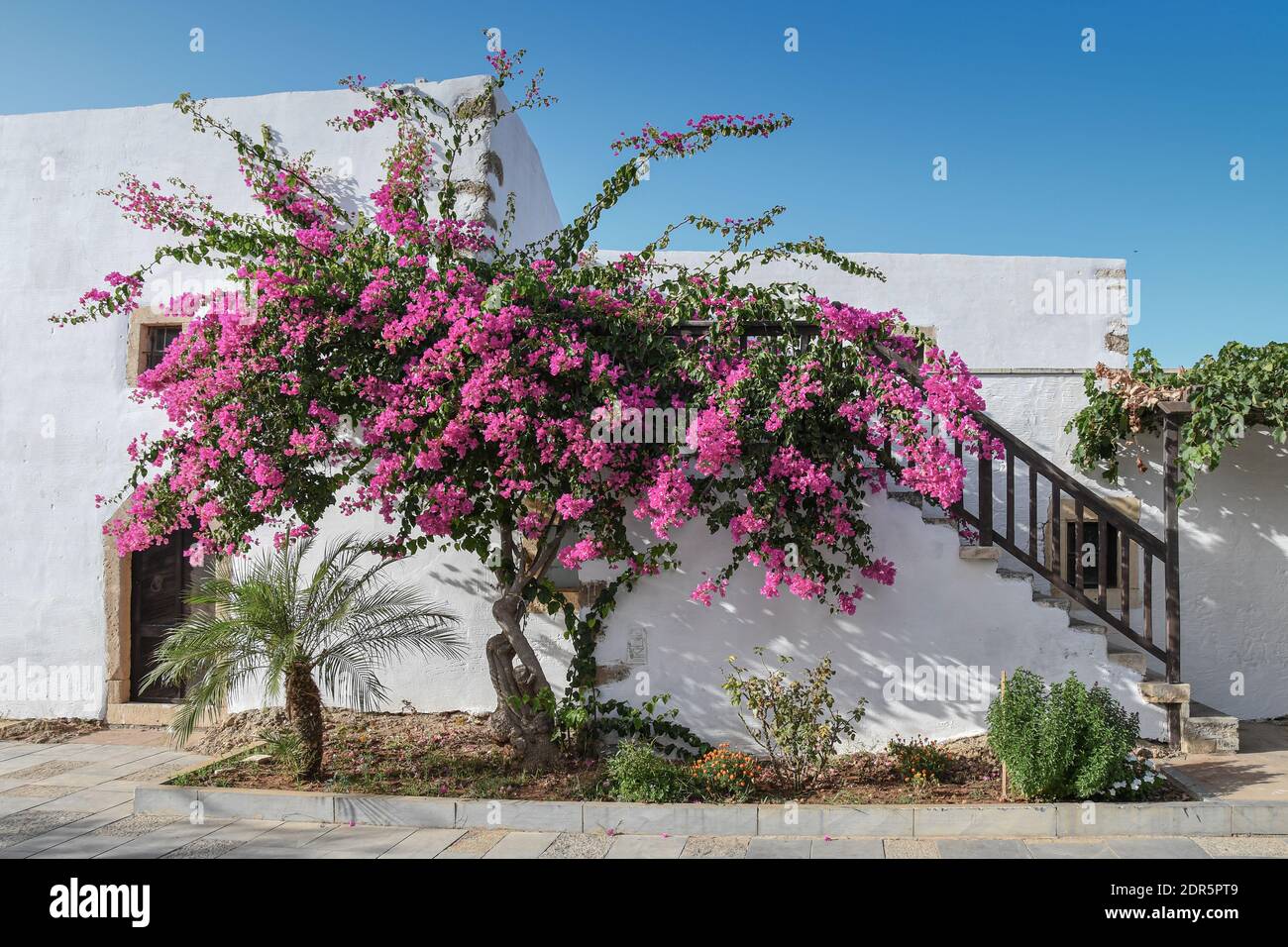 Pnk flower tree in front of a white building Stock Photo