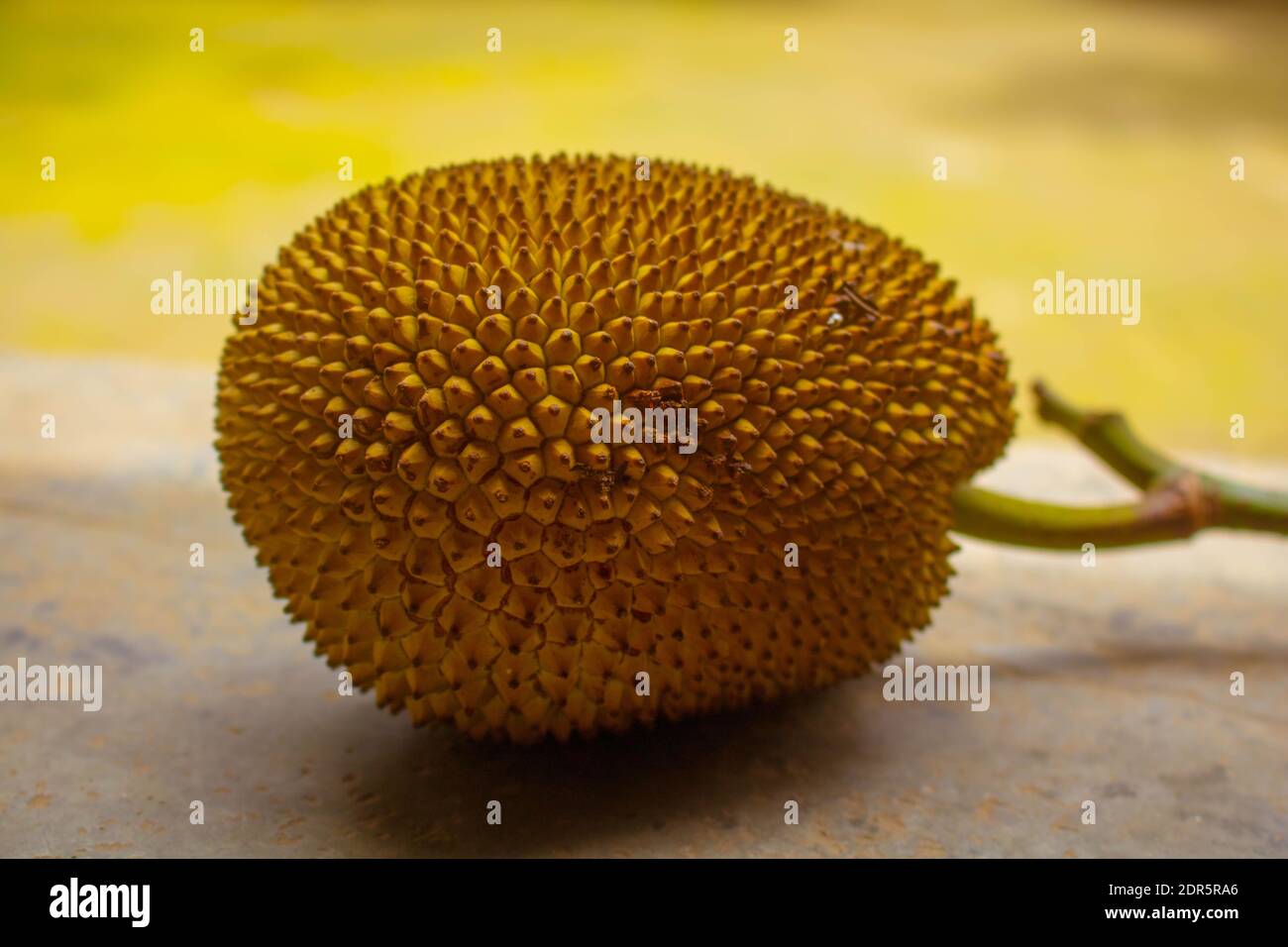 The jackfruit (Artocarpus heterophyllus), also known as the jack tree. It is the national fruit of Bangladesh. Stock Photo