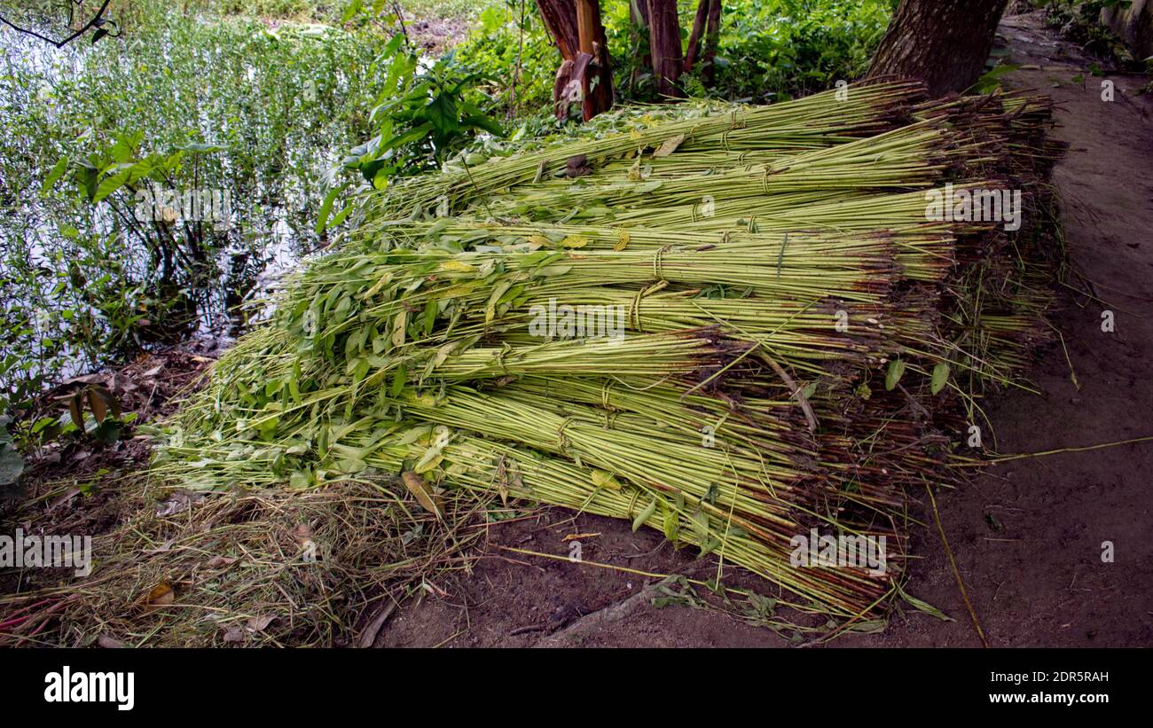 Jute cut before soaking in water. Jute is called the golden fiber of