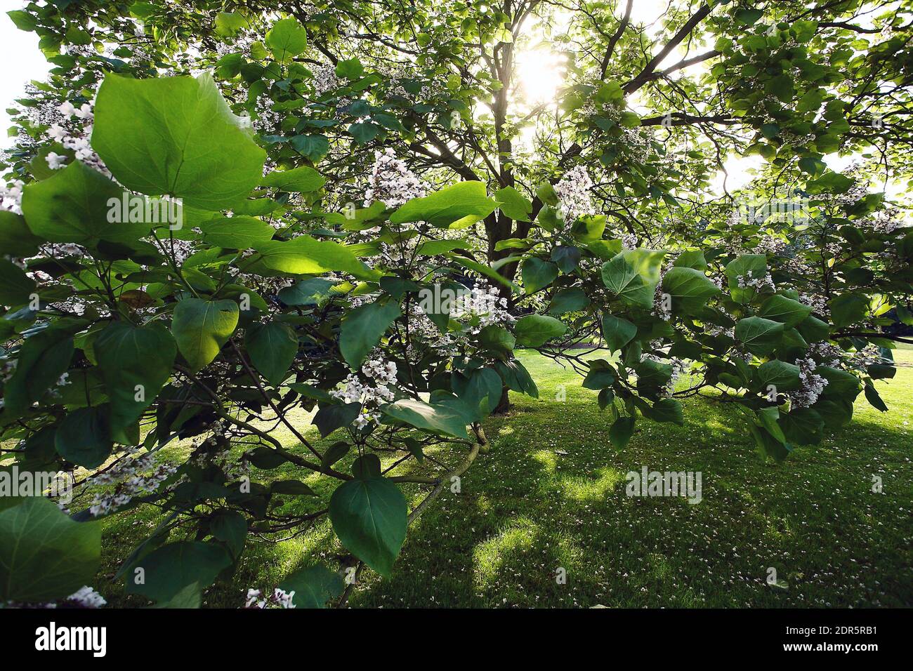 GREAT BRITAIN / England / London / Royal Botanic Gardens Kew /Trees in Summer. Stock Photo