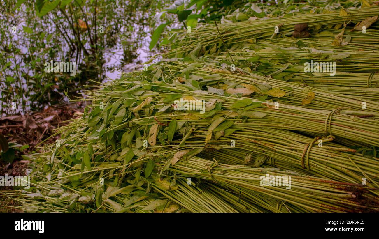 Jute cut before soaking in water. Jute is called the golden fiber of