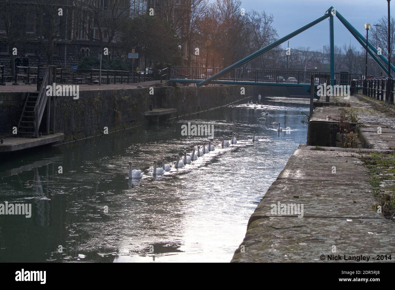 Swans in frozen Bristol City Docks Stock Photo