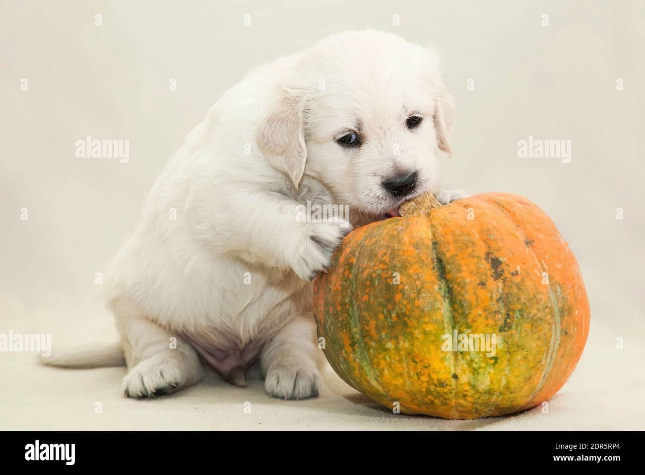 Little Golden Retriever puppy playing with an orange-green pumpkin ...