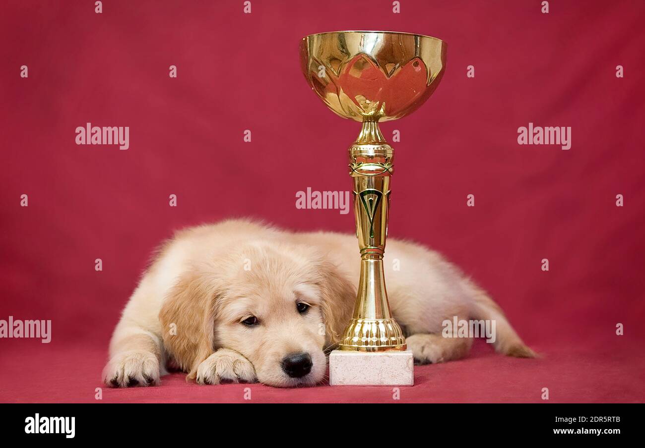 Golden retriever puppy tiredly lies next to the winner's golden goblet Stock Photo
