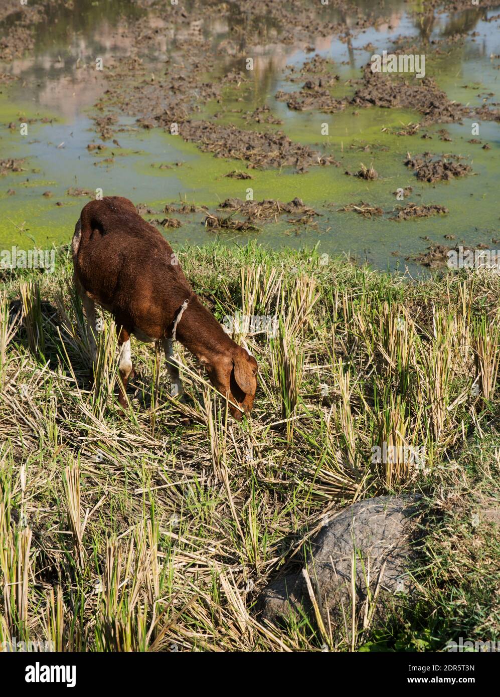 sheep in the paddy field Stock Photo