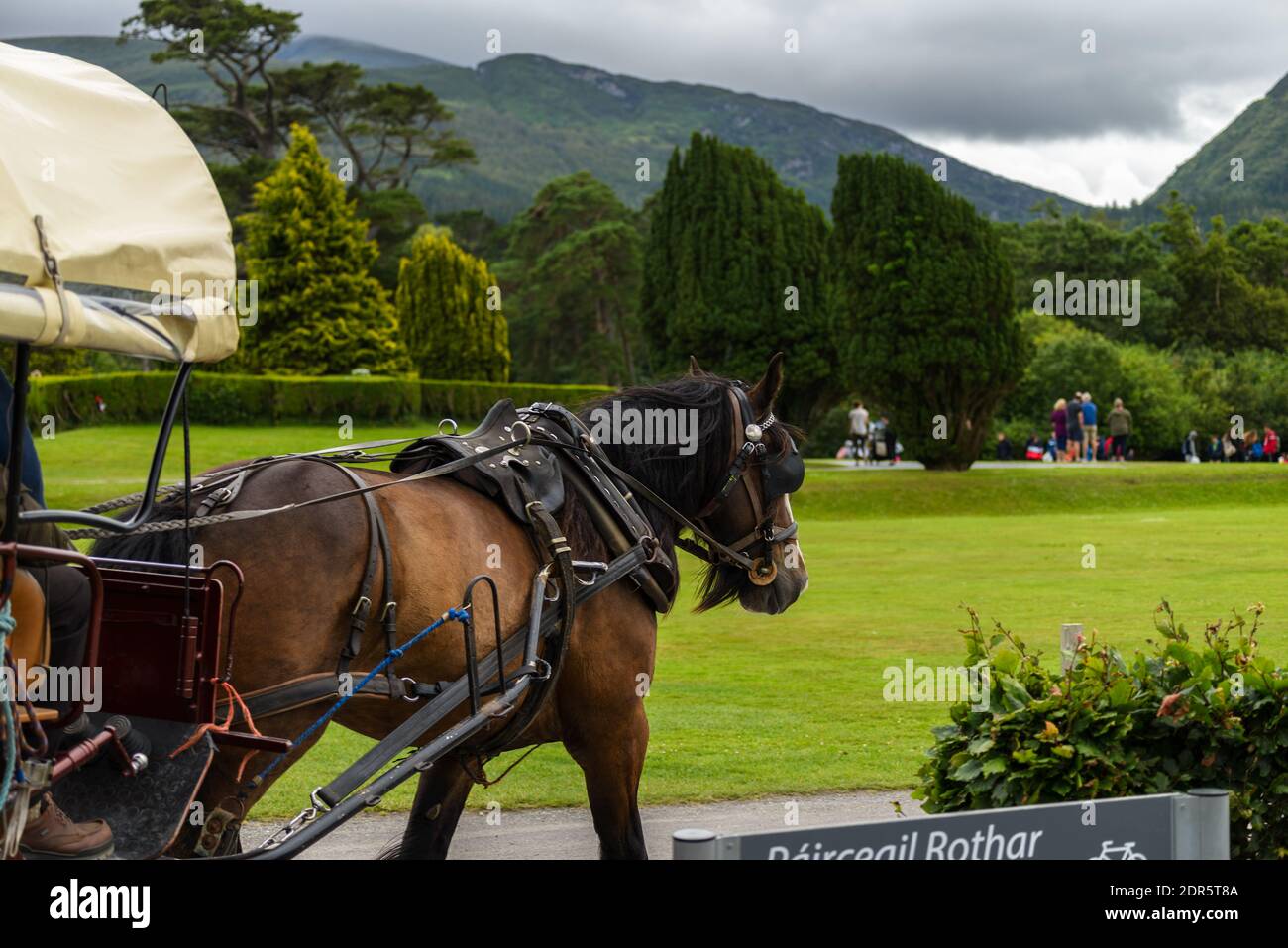 Horses and jaunting car carriage in Killarney National Park, near the town of Killarney, County