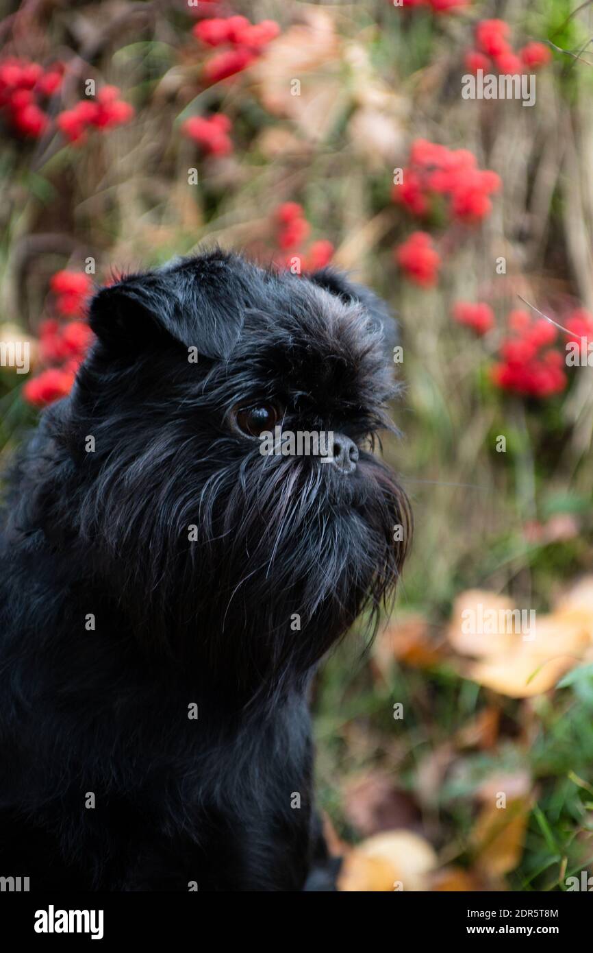 small wiry haired dogs