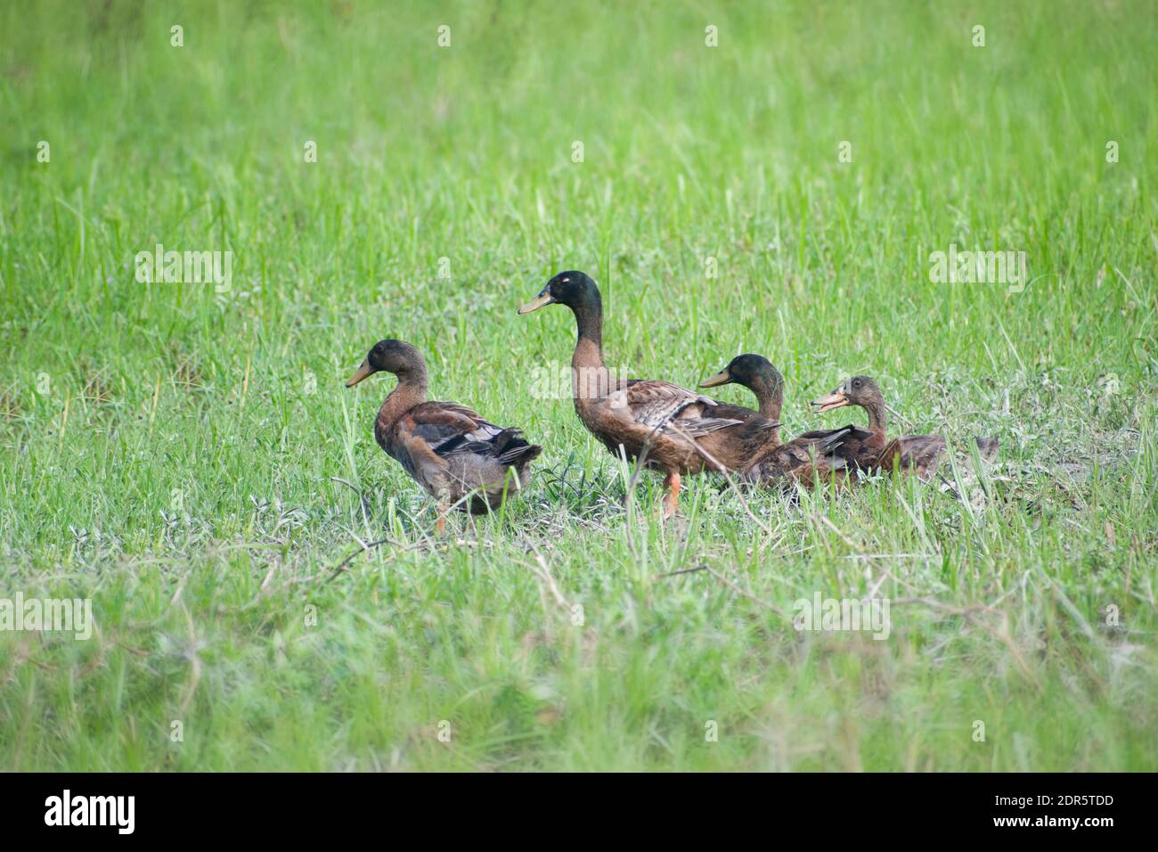 Duck is the common name for numerous species in the waterfowl family ...