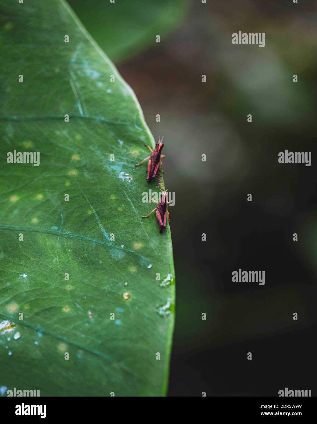 Shuar Territory, Amazon, Ecuador Stock Photo