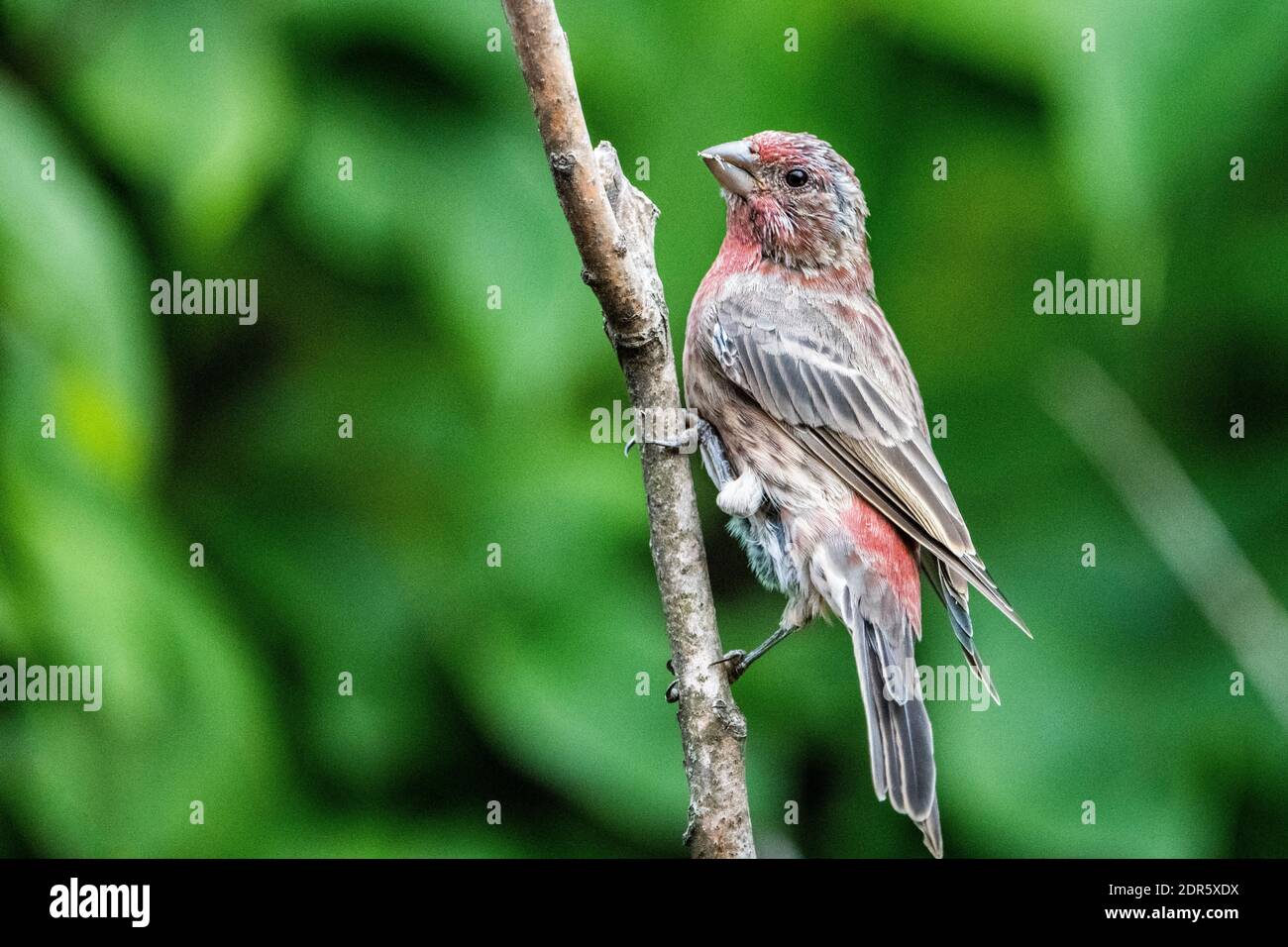 Perched male house finch near bird feeders Stock Photo