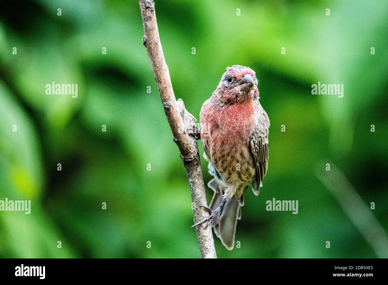 Perched male house finch near bird feeders Stock Photo