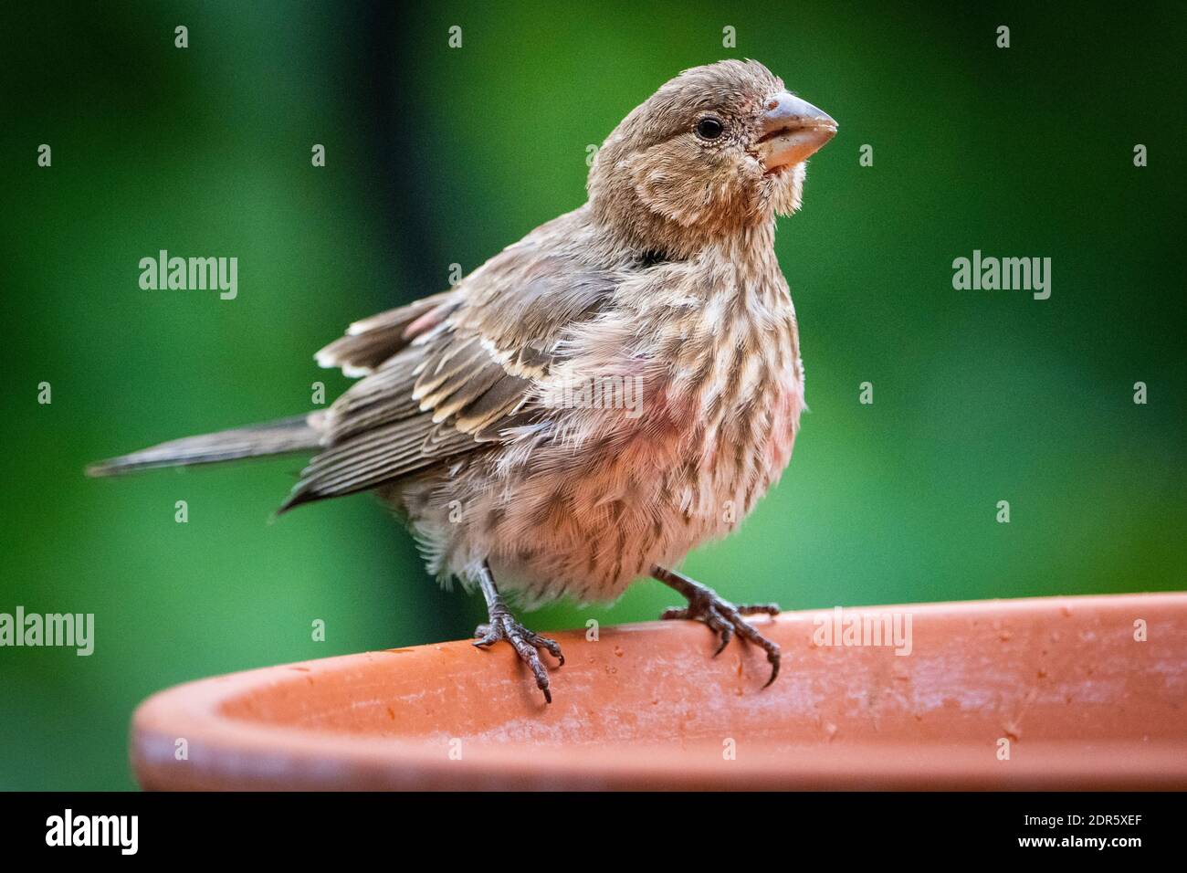 Female house finch at birdbath Stock Photo