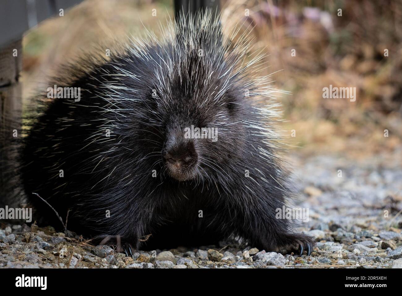 The nearsighted and slow-moving North American Porcupine in search of food. Stock Photo