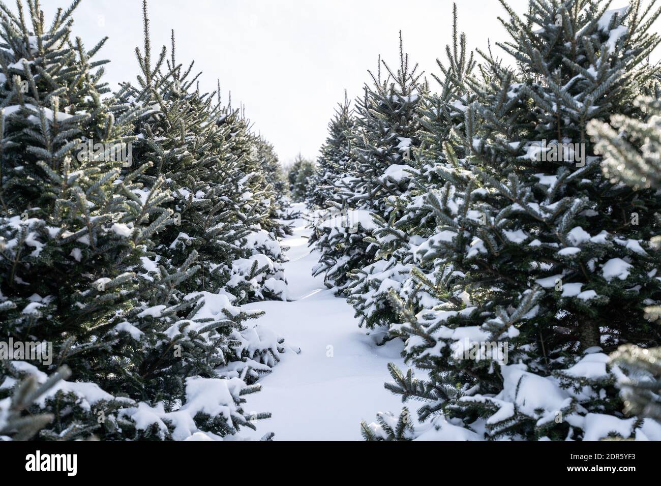Row of snow covered evergreen trees at local Christmas tree farm. Stock Photo