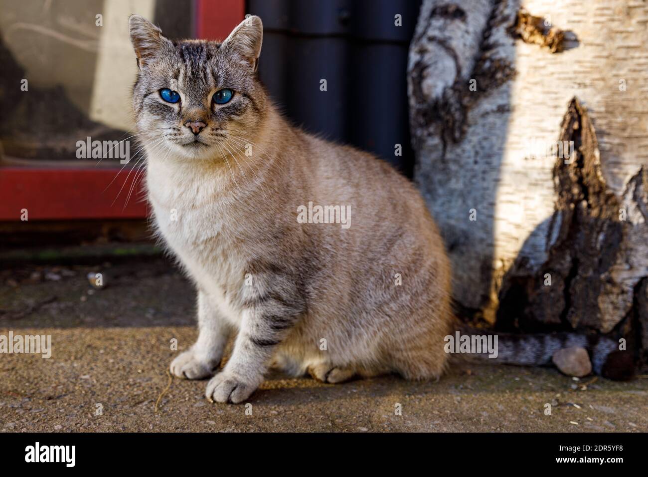 A tabby cat with blue eyes Stock Photo Alamy