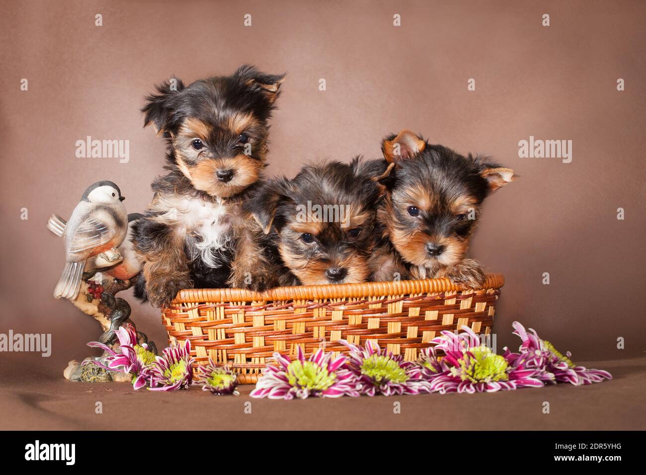 маленькая собачка йоркширский терьер. семья йорков. воспитание йоркширского терьера. воспитание йоркширского терьера. щенки новорожденными йорка мордочка.