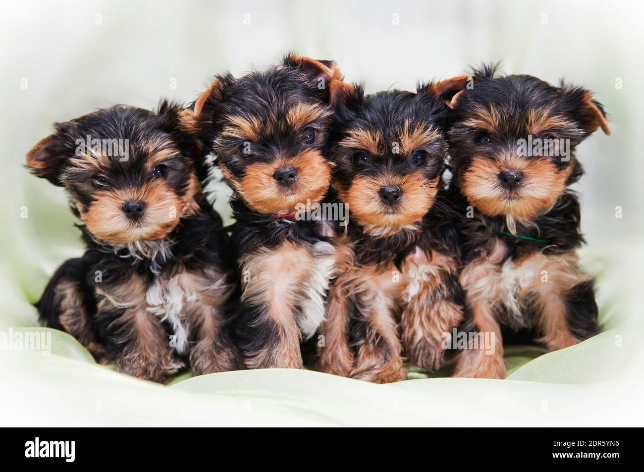 Yorkie cute cheap puppies