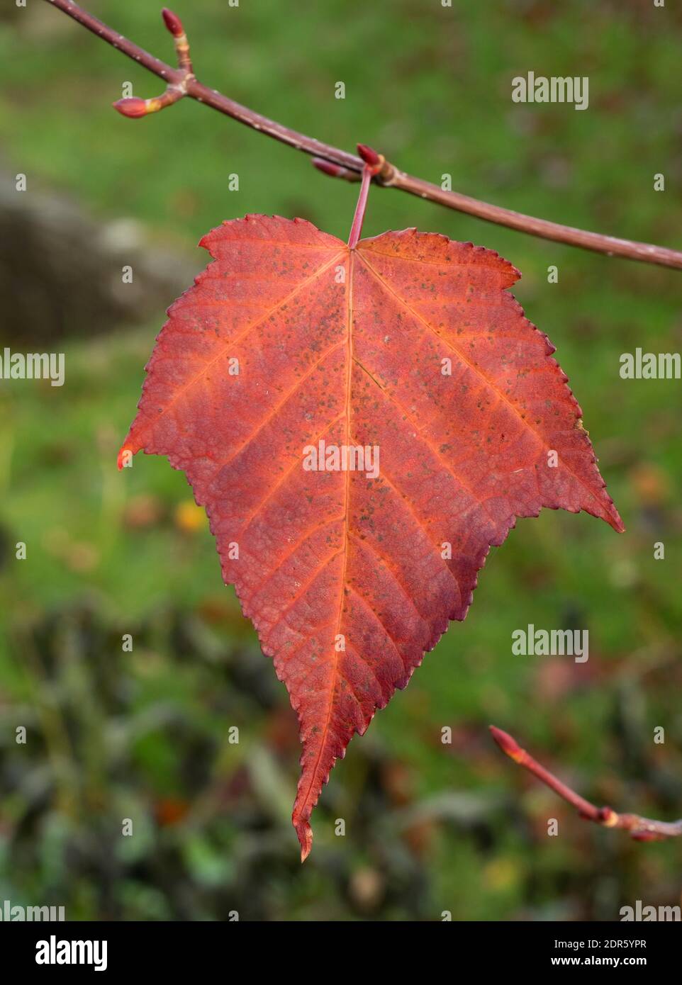 Single leaf of Snakebark Maple, Acer davidii, in Autumn, Worcestershire, UK. Stock Photo