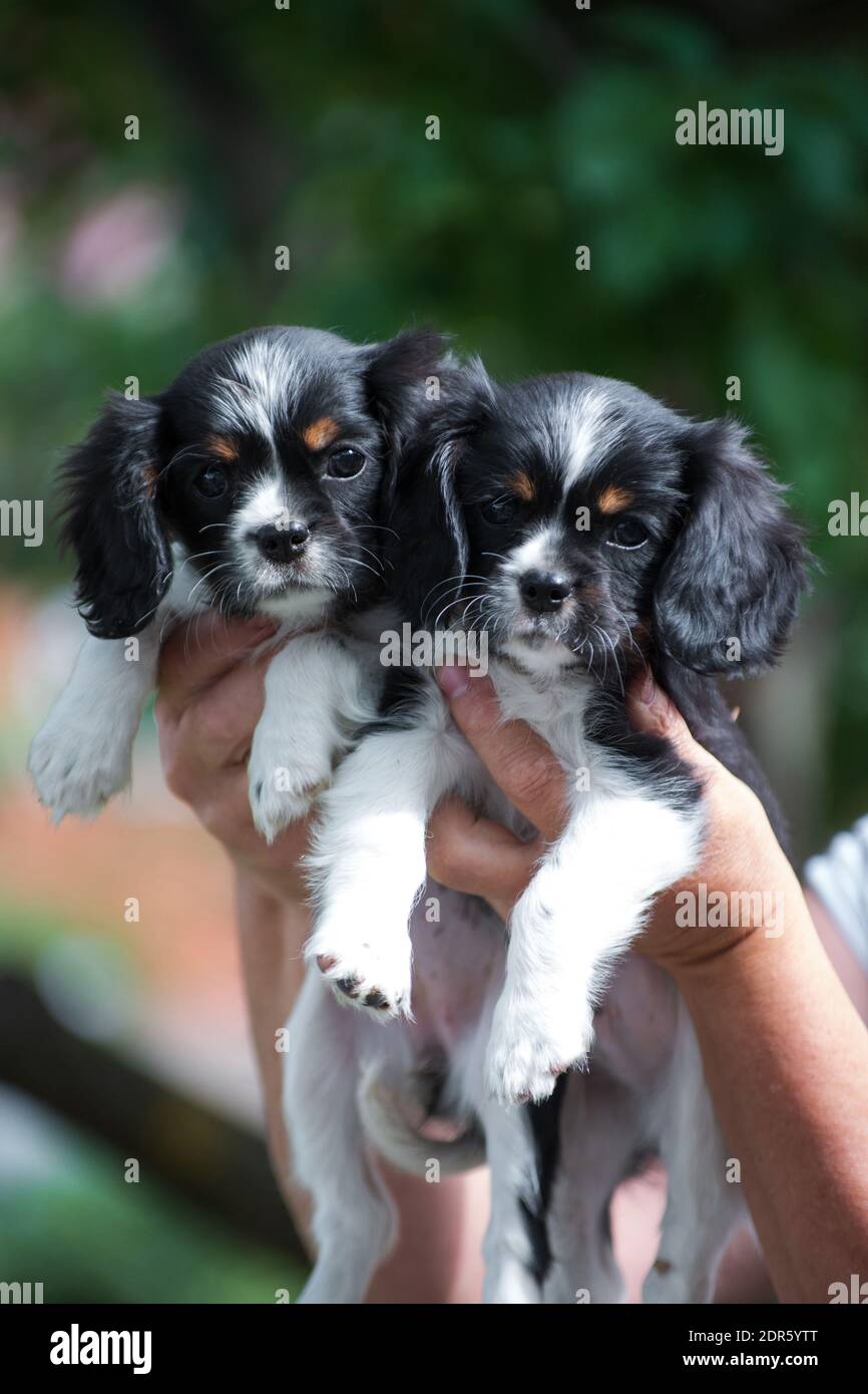 Two puppies of the Cavalier King Charles Spaniel breed, black and white ...