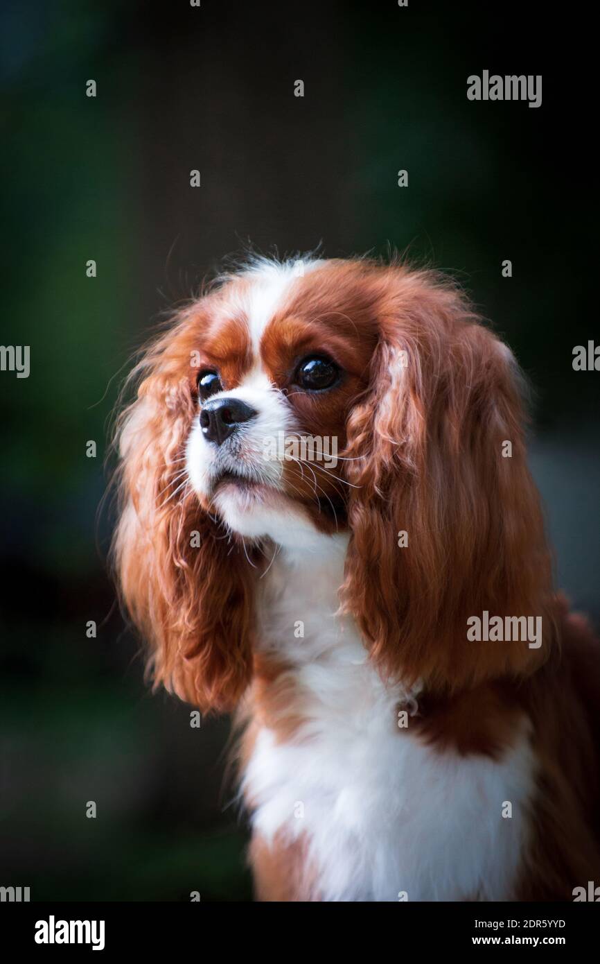 Portrait of a young dog of the Cavalier King Charles Spaniel breed, red-haired  with white color, long-haired, in the summer outdoors on a green blurre  Stock Photo - Alamy