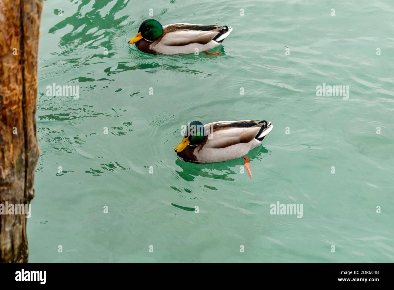Wild duck of Lake Garda in winter. Low temperatures make them slow and quieter. Stock Photo