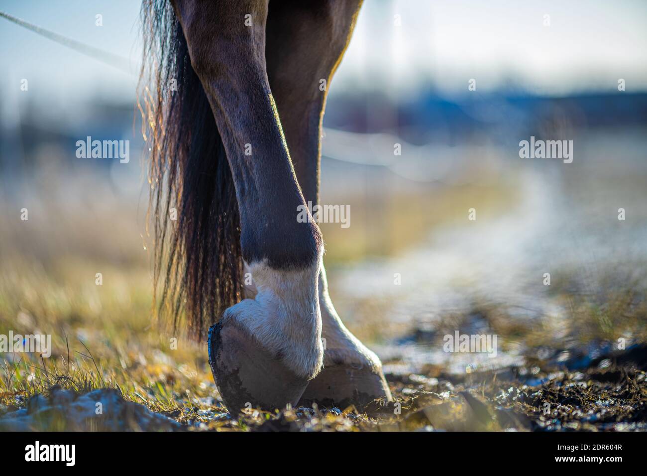 Detail of unshod horse hoof. Horse hoof without horseshoe Stock Photo ...