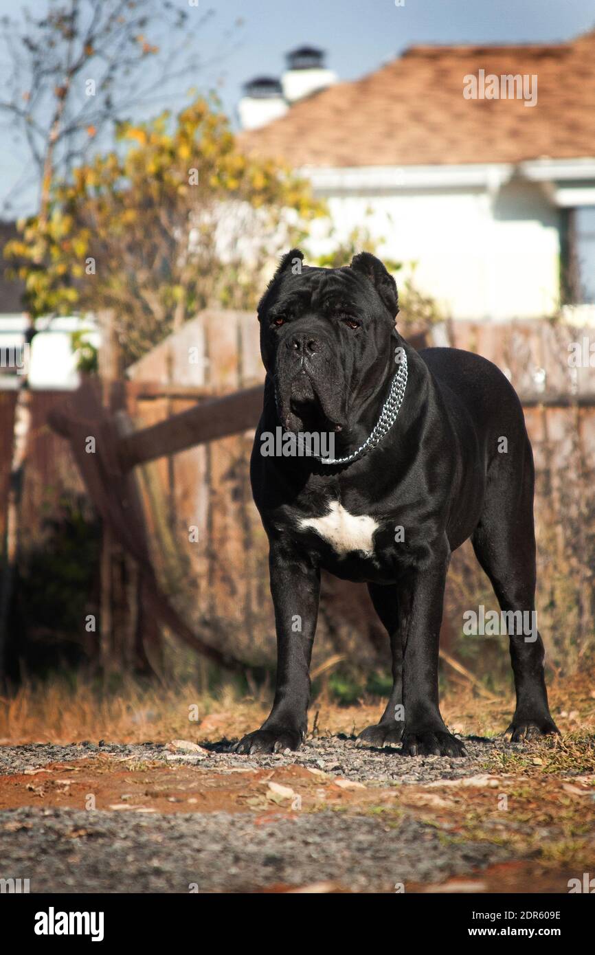 Giant dog best sale breed representative species