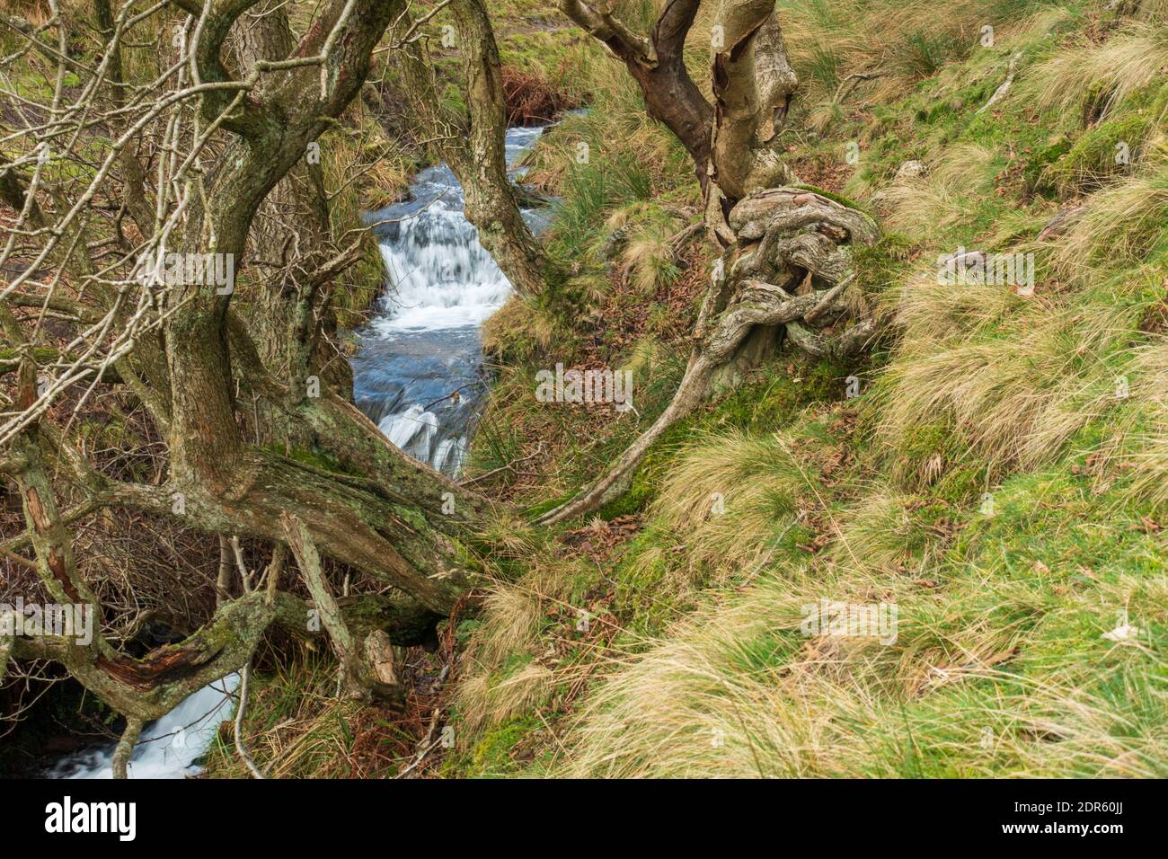 Lady Booth Brook on  a sunny mid winter's day around Edale  and Kinder Scout in the Peak District National Park, Derbyshire, UK Stock Photo