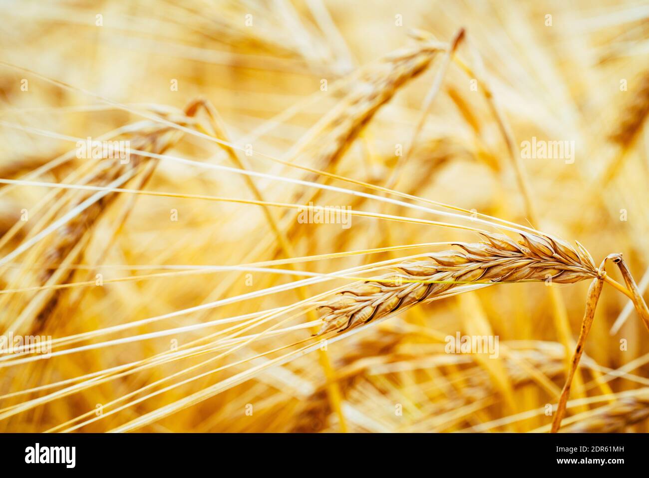 Agricultural field. Ripe ears of barley. The concept of a rich harvest. Stock Photo