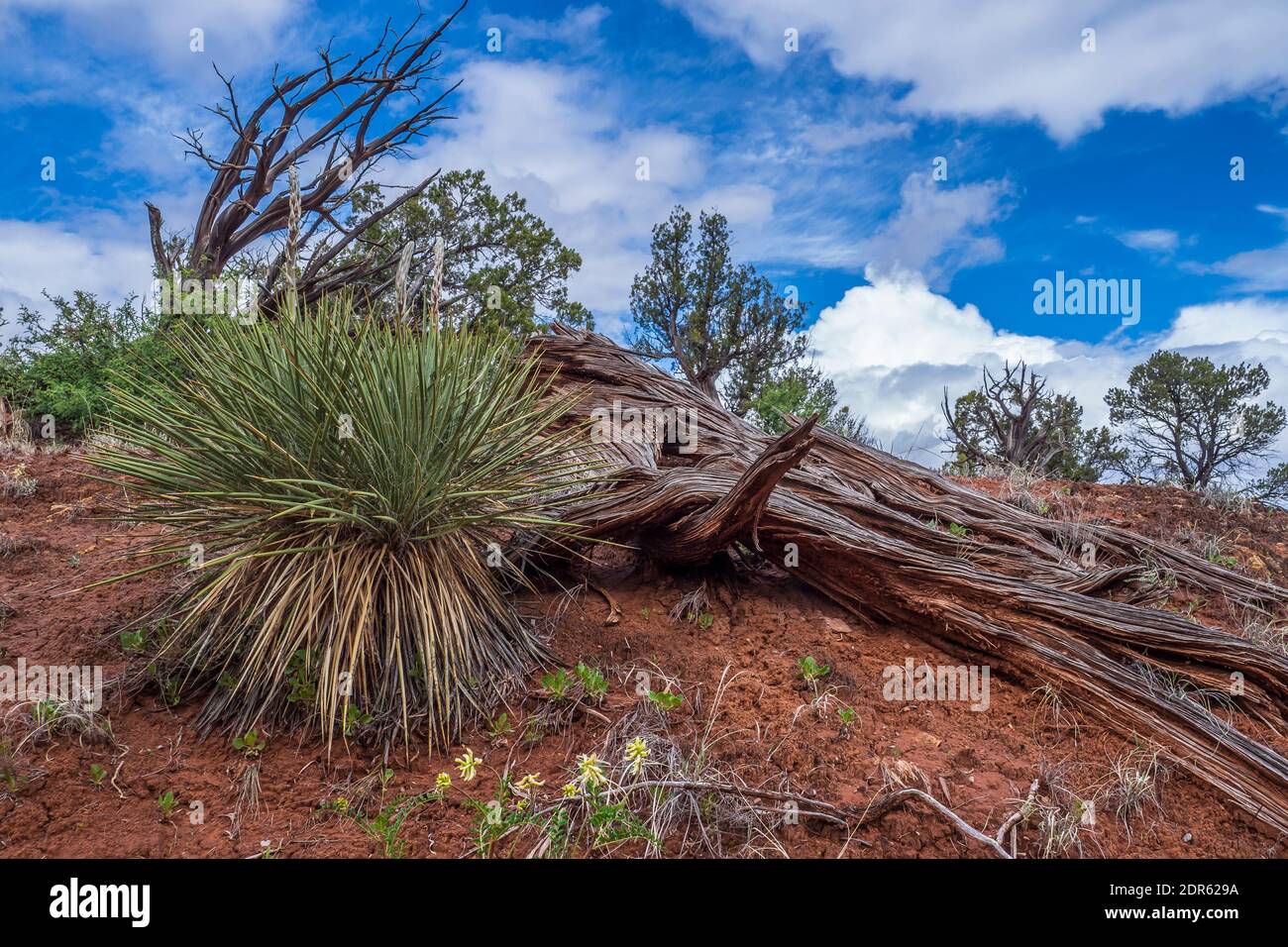 https://c8.alamy.com/comp/2DR629A/narrow-leaf-yucca-and-dead-juniper-branch-shakespeare-arch-sentinel-trail-kodachrome-basin-state-park-cannonville-utah-2DR629A.jpg