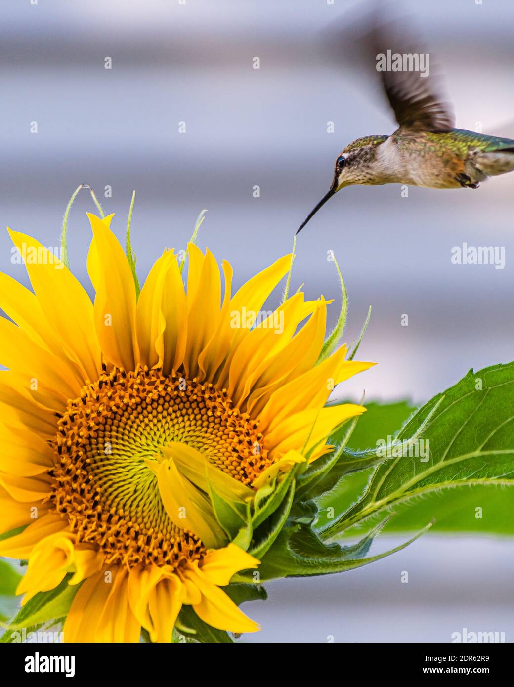 Vintage Hummingbirds Flying Around Sunflowers You Are My Sunshine